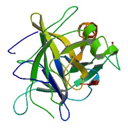 Proteinstruktur von Chymotrypsin.