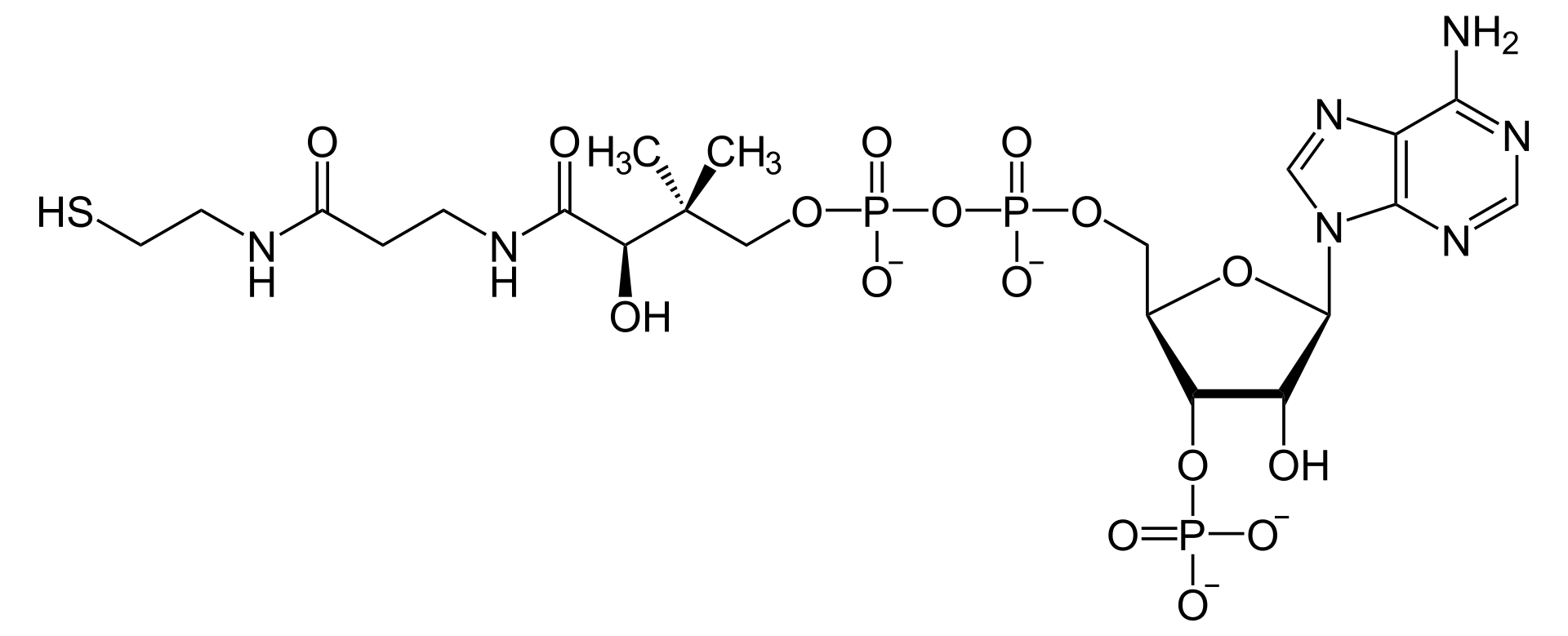 Struktur von Coenzym A