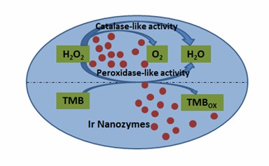 Schematische Darstellung der dualen enzymatischen mimetischen Aktivität von Ir-Nanozymen.