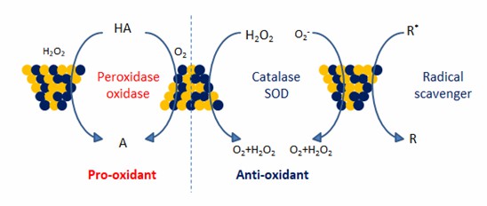 Pt / Ru-Legierungs-Nanozyme mit pro-oxidativen und antioxidativen katalytischen Funktionen.