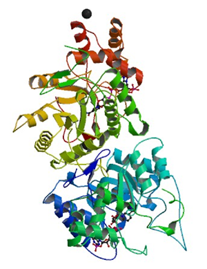 Enzymaktivitätsmessung von Delta4-3-Oxosteroid 5Beta-Reduktase
