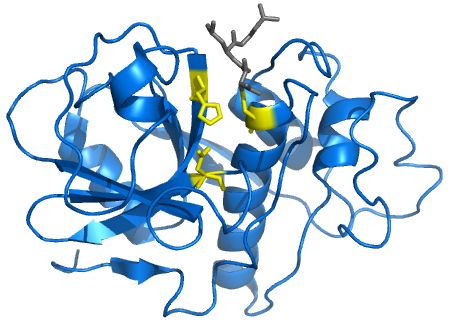Proteinstruktur von Cysteinproteasen.