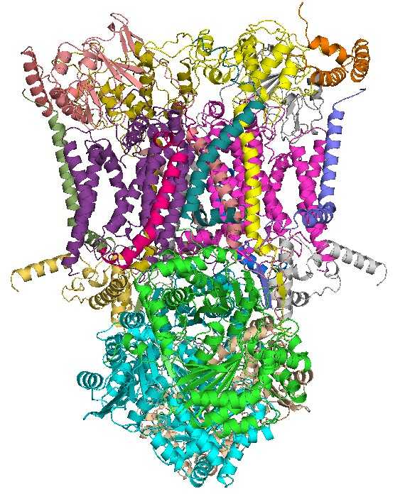 Struktur von Cytochrom c Reduktase.