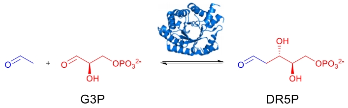 Die in vivo 2-Deoxy-D-ribose-5-phosphat-Reaktion, die von DERA katalysiert wird