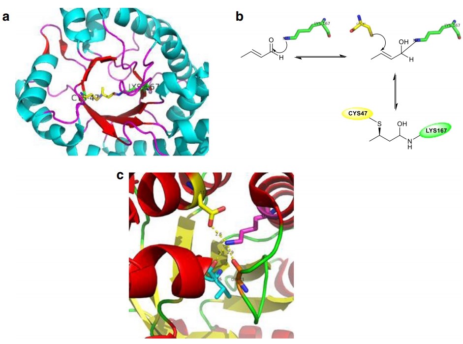 Kristallstruktur E. coli DERA