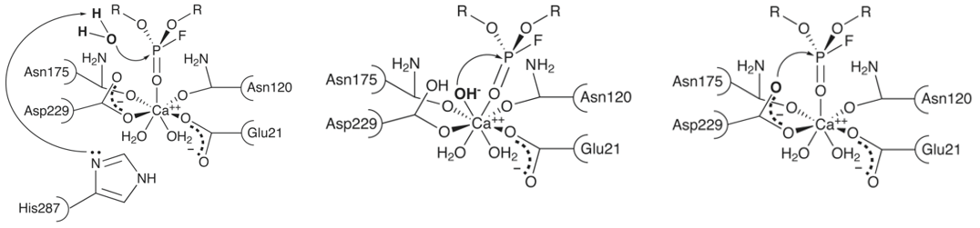 Potenzielle Reaktionsmechanismen für DFPase