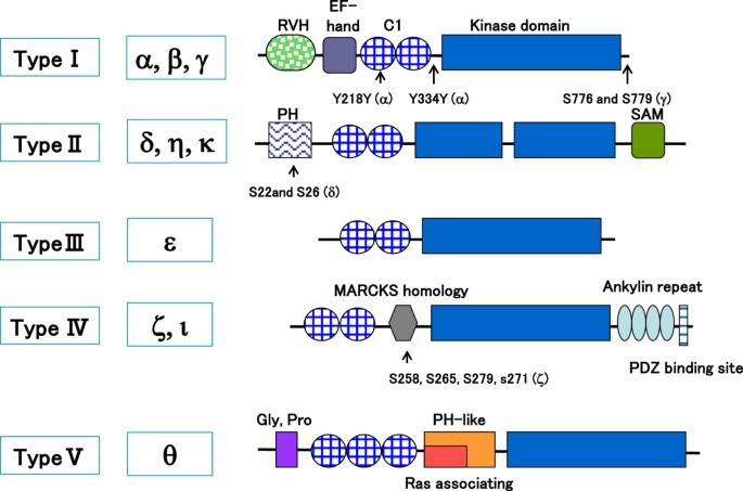 Schematische Darstellung der DGKs mit den Phosphorylierungsstellen