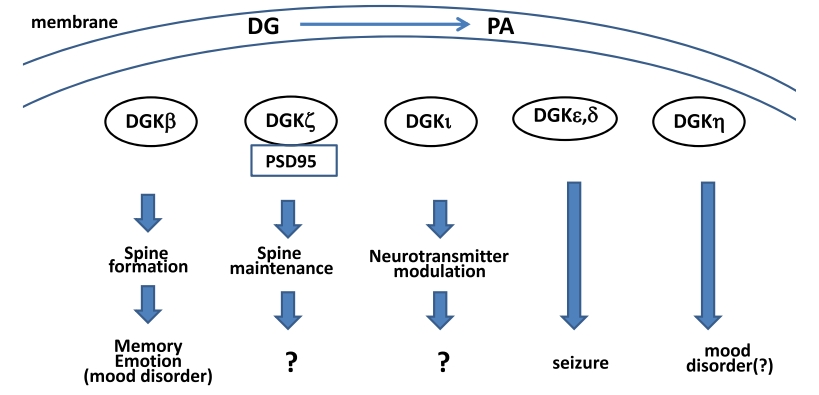Ein Schema der Funktionen von DGKs im Gehirn