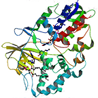Fructosyl-Aminosäure-Oxidase aus E. coli, rekombinant
