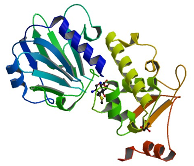Enzymaktivitätsmessung für DNA-Formamidopyrimidin-Glykosylase
