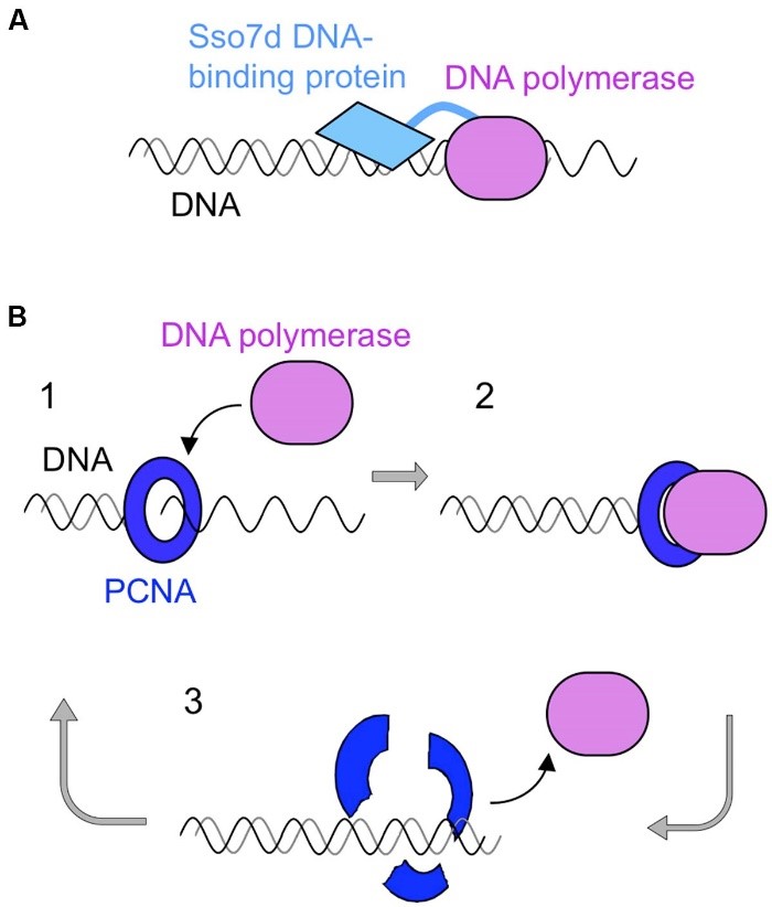 Schematische Diagramme der prozessiven PCR unter Verwendung einer DNA-Polymerase der Familie B