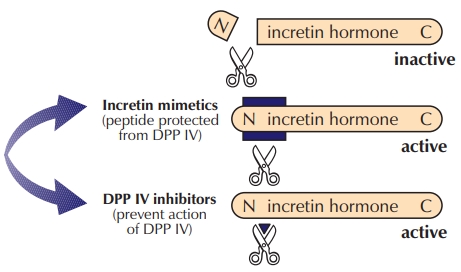 Die zweigleisige Strategie zur Ausschöpfung des therapeutischen Potenzials der Incretinhormone