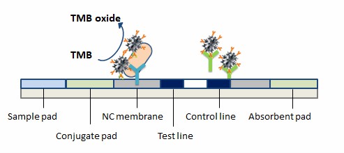 Der Nachweis von Escherichia coli durch Nanozyme. - Creative Enzymes