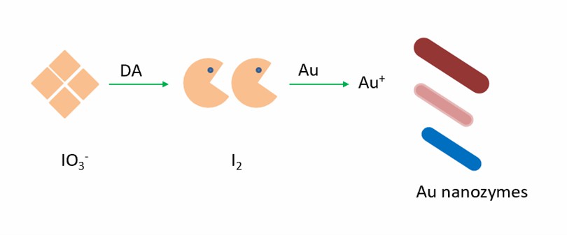 Ein colorimetrischer Assay basierend auf Jod-ätzenden Au-Nanozymen wird zur Bestimmung von DA verwendet. - Creative Enzymes