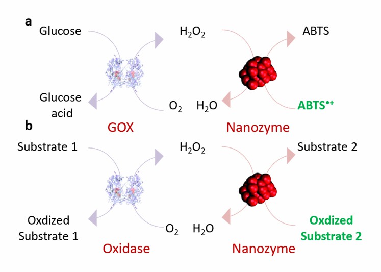 (a) Nanozyme als Peroxidase gekoppelt mit Glukoseoxidase zur Konstruktion eines Glukosesensors. (b) Nanozyme und Oxidase werden kombiniert, um die Erkennung anderer Zielsubstrate zu realisieren. - Creative Enzymes