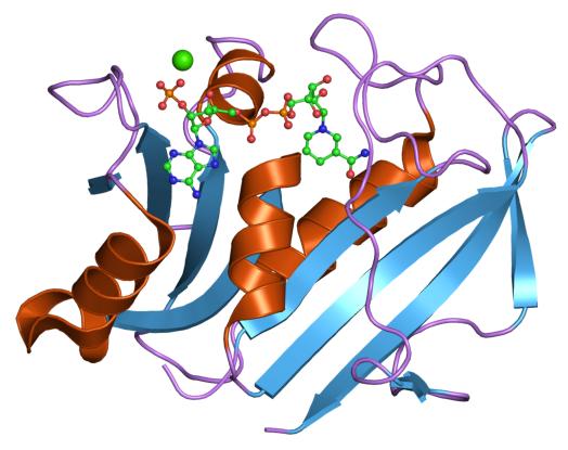Proteinstruktur der Dihydrofolat-Reduktase.
