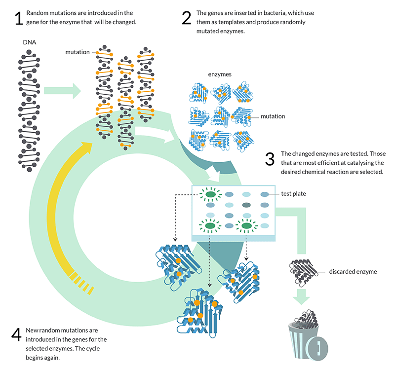 Workflow der gerichteten Evolutionsdienste von Creative Enzymes