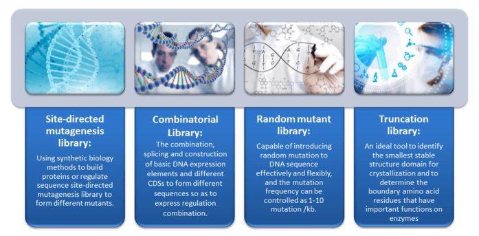 Empfohlene gerichtete Evolutionsdienste von Creative Enzymes