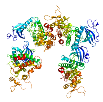 Proteinstruktur von DYRK1A.