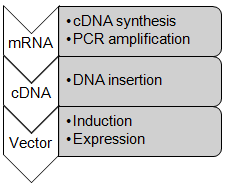 Enzymexpression und -produktion