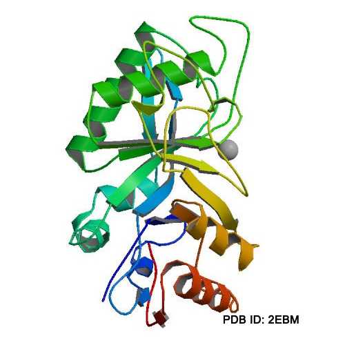 Struktur der Endoglycosidase.