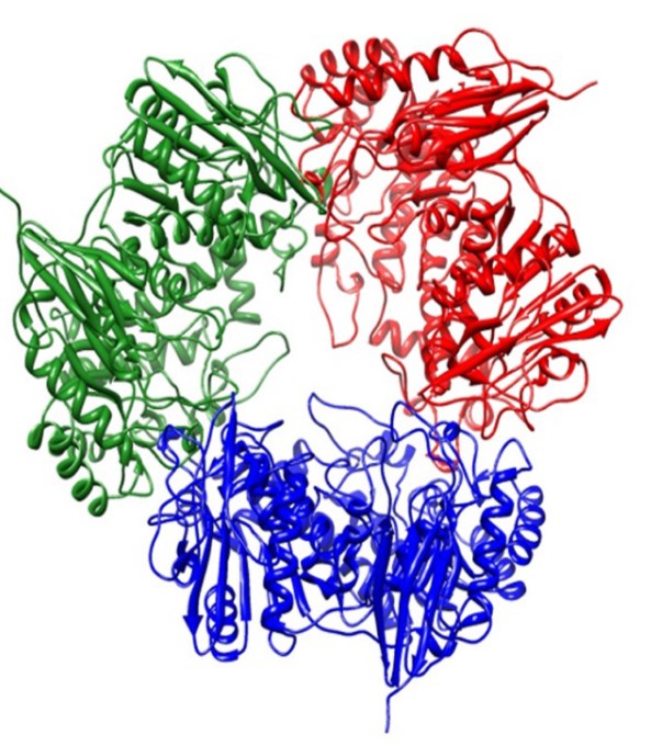 Struktur von β-Galactosidase.