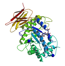 Die Kristallstruktur von Endo-glycoceramidase II aus Rhodococcus sp