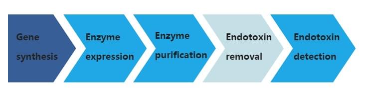 Abbildung 2: Das Flussdiagramm des Endotoxin-Entfernungsdienstes.