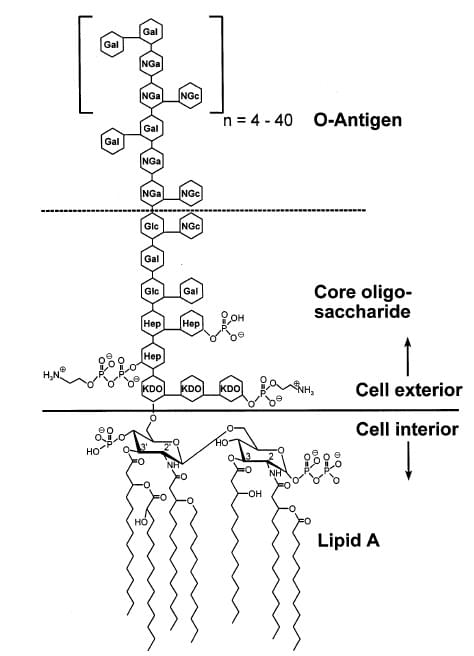 Abbildung 1: Schematische Darstellung der chemischen Struktur von Endotoxin aus E. coli O111:B4.