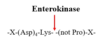 Aktive Stelle der Enterokinase