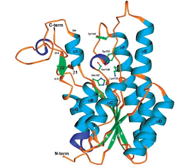 Enzymaktivitätsmessung für 17 Beta-Hydroxysteroid-Dehydrogenase unter Verwendung spektrophotometrischer Assays