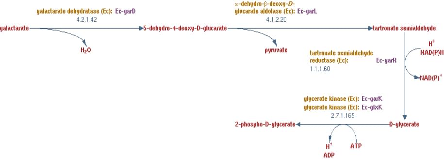 Enzymaktivitätsmessung für 2-Hydroxy-3-Oxopropionat-Reduktase unter Verwendung von spektrophotometrischen Assays