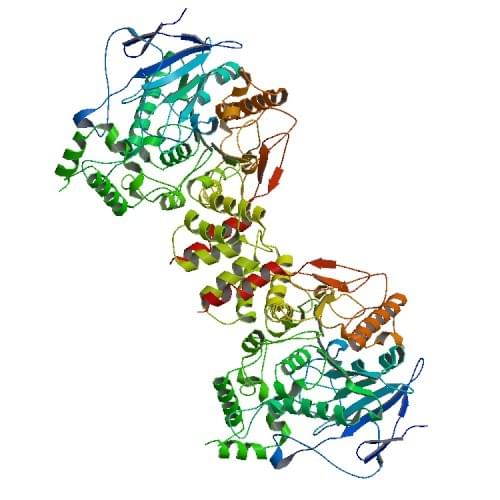 Die Kristallstruktur der menschlichen Acetylcholinesterase
