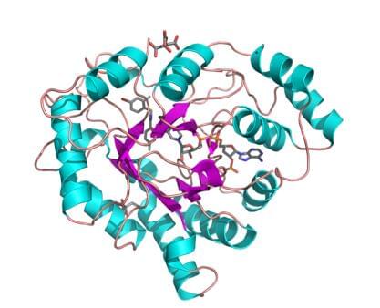 Enzymaktivitätsmessung für Aldehydreduktase mittels spektrophotometrischer Assays