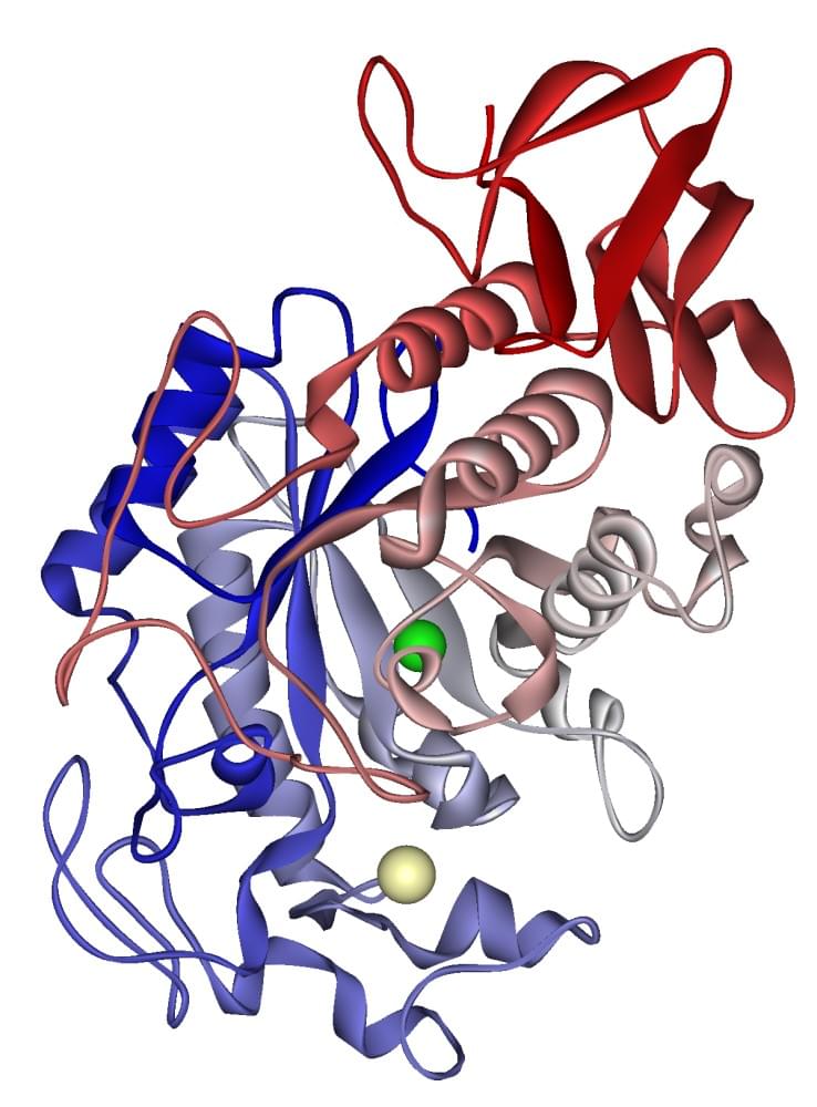 Die Kristallstruktur der Alpha-Amylase von Homo sapiens.