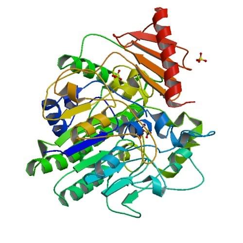 Die Kristallstruktur der Arylsulfatase von Pseudomonas aeruginosa.