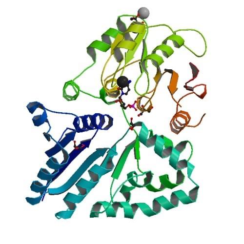 Abbildung: Die Kristallstruktur der beta-Galactosid alpha-2,3-Sialyltransferase aus einem leuchtenden marinen Bakterium, Photobacterium phosphoreum.