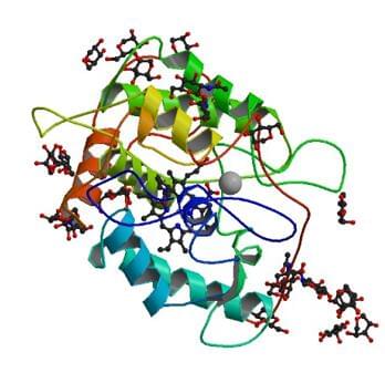 Die Kristallstruktur der Chloroperoxidase von Leptoxyphium fumago.