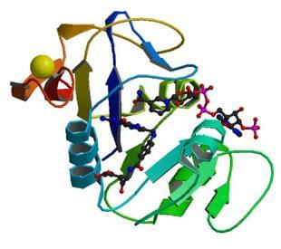 Die Kristallstruktur der E. Coli Dihydrofolatreduktase, die mit Folat und NADP+ komplexiert ist.
