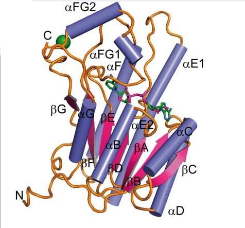 Enzymaktivitätsmessung für Galactitol-2-Dehydrogenase unter Verwendung spektrophotometrischer Assays