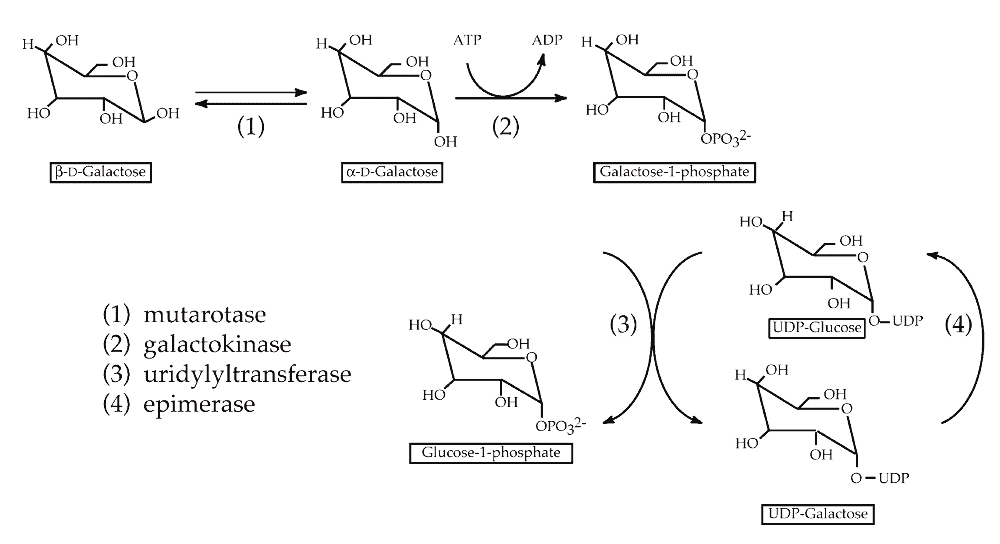 Abbildung 1: Der Leloir-Weg. Die enzymatischen Schritte, die an der Umwandlung von b-D-Galaktose 1-Phosphat beteiligt sind.