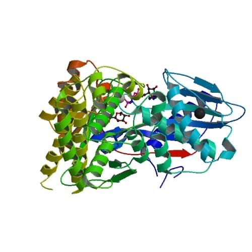 Abbildung 2: Die Kristallstruktur der Galaktokinase aus S. cerevisiae