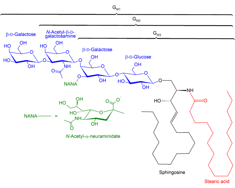 Abbildung 1: Die Strukturen der Ganglioside GM1, GM2, GM3.