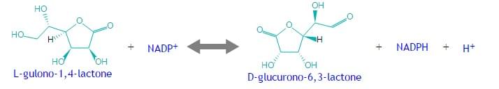 Enzymaktivitätsmessung für Glucuronolacton-Reduktase unter Verwendung spektrophotometrischer Assays