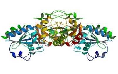 Die Kristallstruktur der menschlichen Glutathionperoxidase 1.