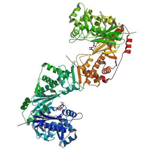 Abbildung: Die Kristallstruktur der Glycerolkinase von Trypanosoma brucei gambiense.