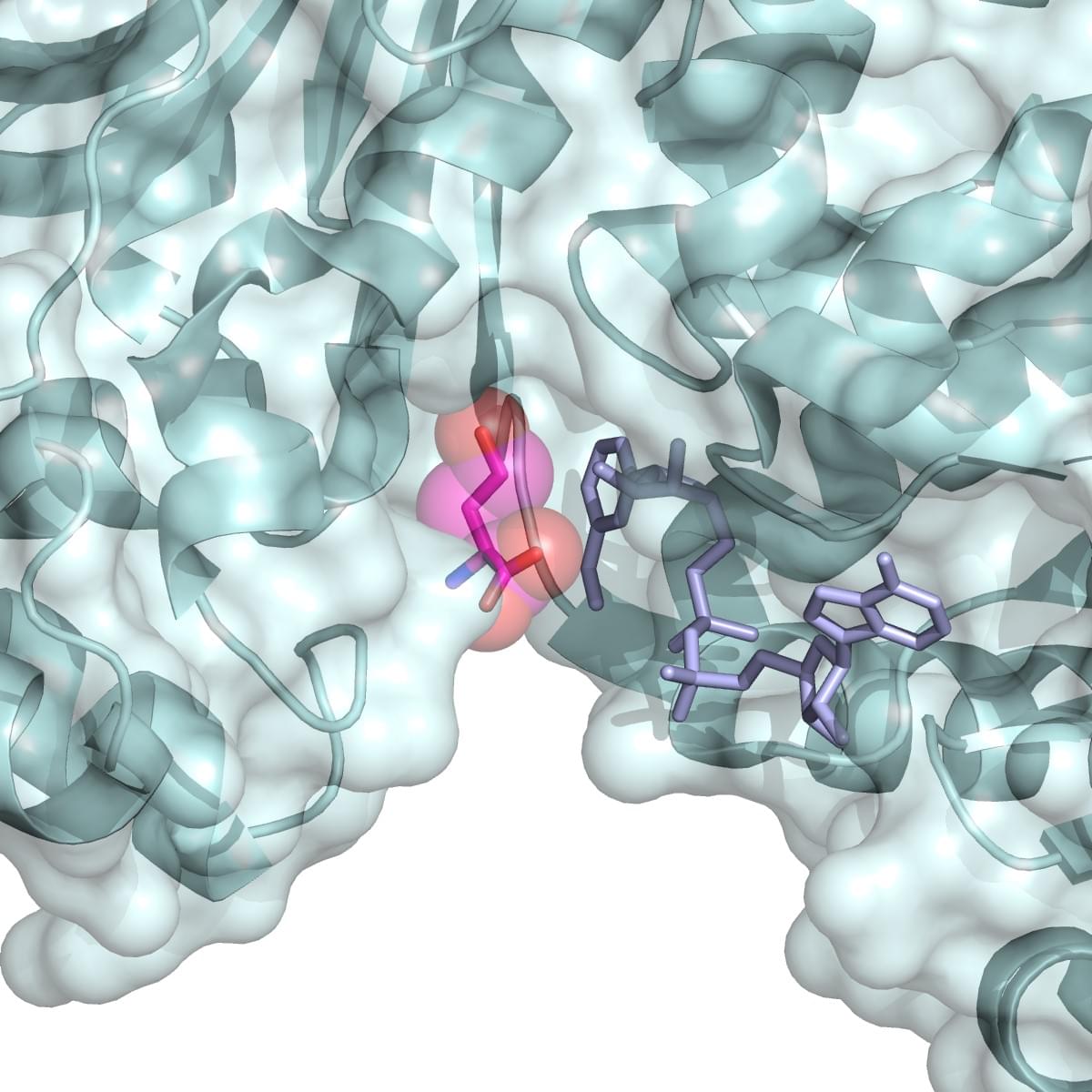 Enzymaktivitätsmessung für Homoserin-Dehydrogenase unter Verwendung spektrophotometrischer Assays