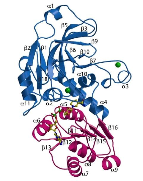 Enzymaktivitätsmessung für L-Arabinitol 4-Dehydrogenase unter Verwendung spektrophotometrischer Assays