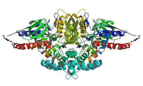 Die Kristallstruktur der L-Lysin-Oxidase aus T. viride.