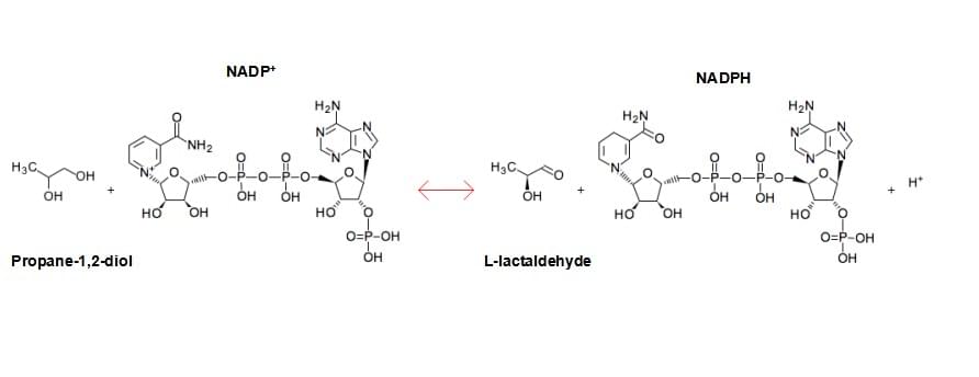 Enzymaktivitätsmessung für Lactaldehydreduktase (NADPH) unter Verwendung spektrophotometrischer Assays